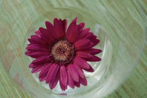 Blume